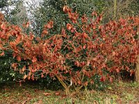 Hamamelis Sister Jelena 2016 01 23 9135